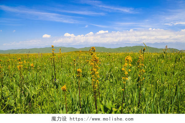 新疆那拉提空中草原美景